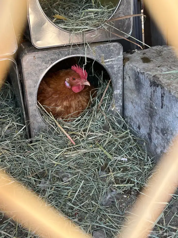 يوجد لدي دجاجه عليه 17 فرخ و 14 بيضه 0