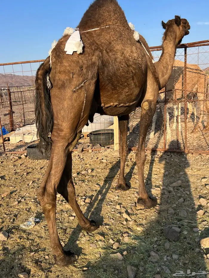 خلفه مصغر طيبه ب 10500 يبلاش 6