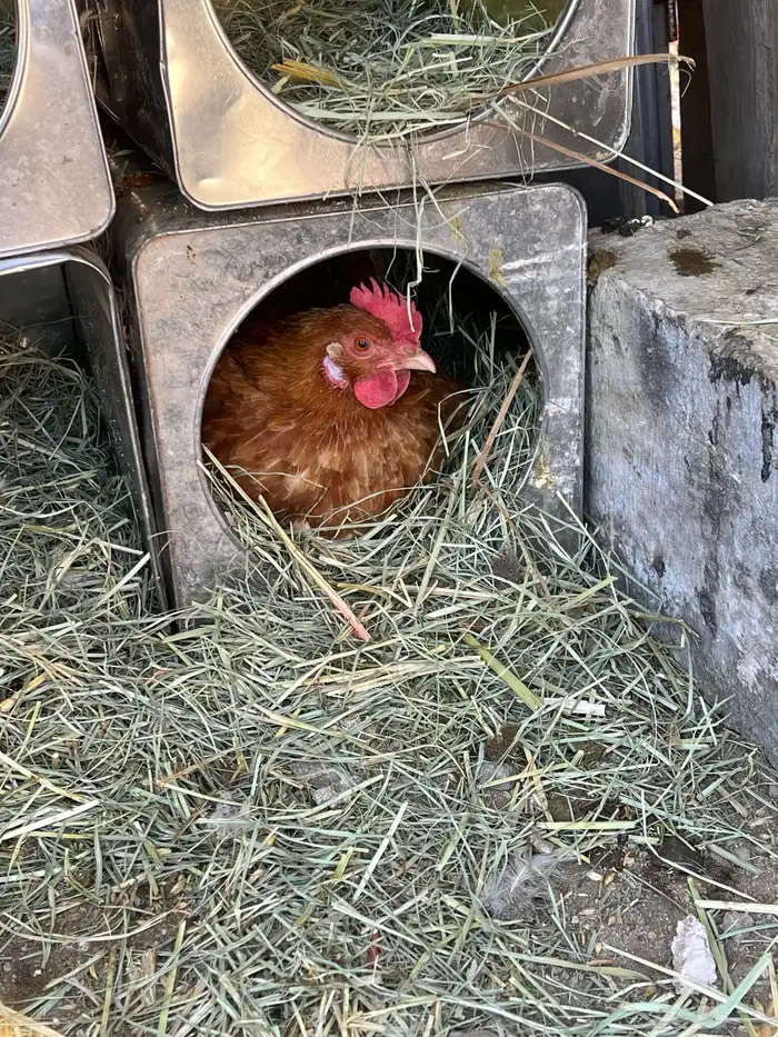 يوجد لدي دجاجه عليه 17 فرخ و 14 بيضه 1