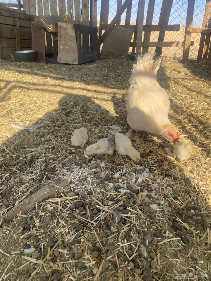 للبيع عليه 4فروخ بلدي 0