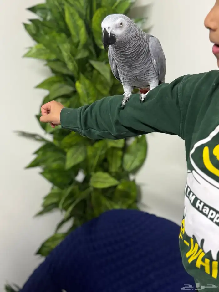 كاسكو أفريقي جامبو أليف وبحر كلام تبارك الرحمن 0