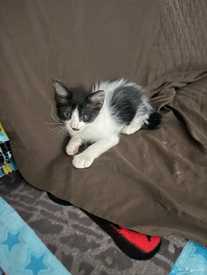 قطط للتبني 1