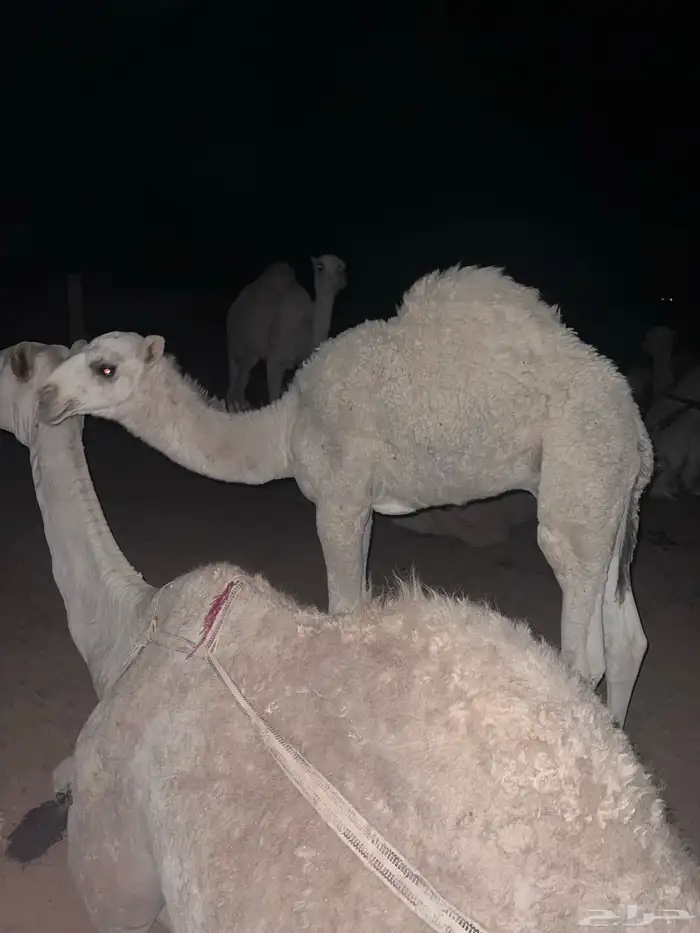 قعود عمره 4 شهور 1