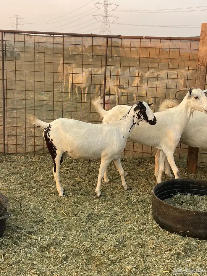 معزا بيشيات صنف ولد شي فاخررر من الاخر منوة القاني تم البيع 5