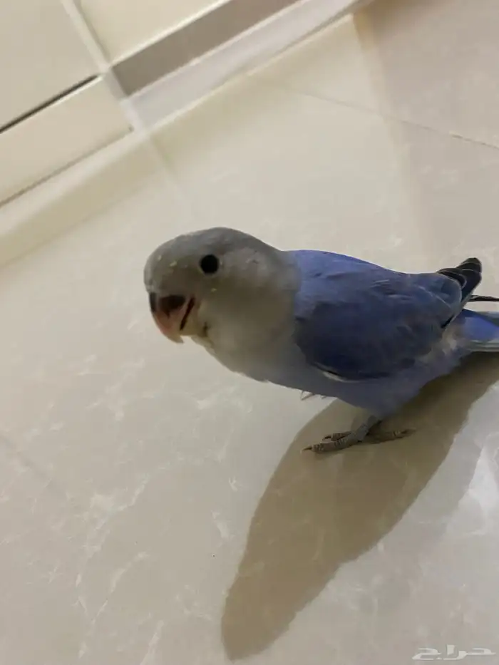 طير روز فرخ 0