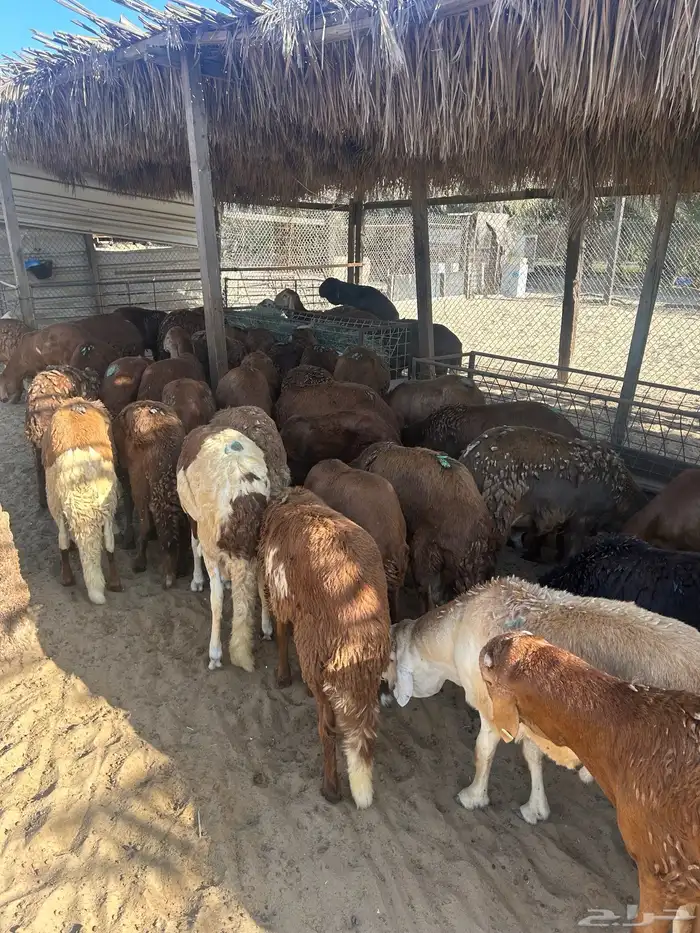 50 راس سواكني جذعان حمرية مرابي طيبة 4