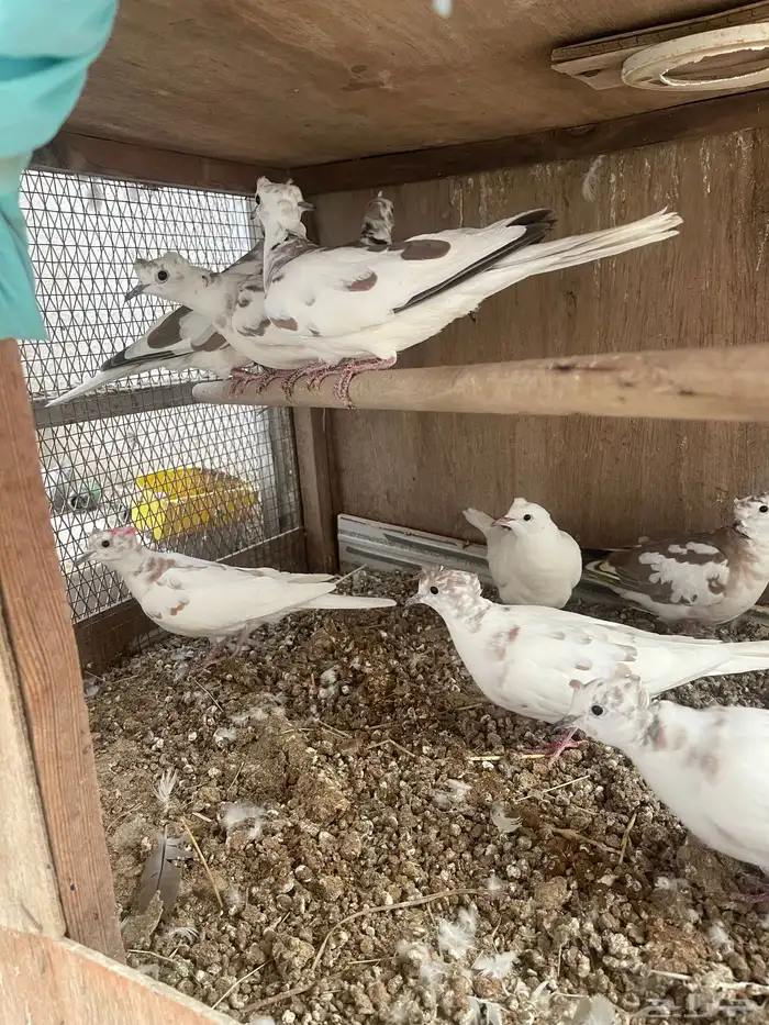 للبيع حمام قماري هولندي 3