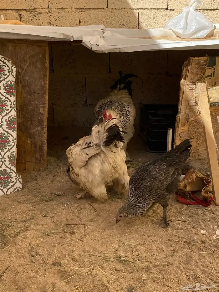 دجاج براهما كلومبي الحد 300 3