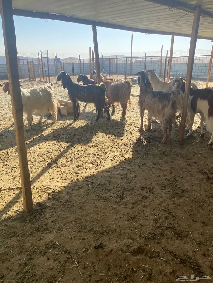 معزي دفيع حصيب العدد 11 بلفحل مشاريك 6