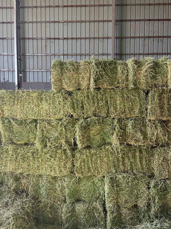 برسيم صافي مخزن مع التوصيل 0