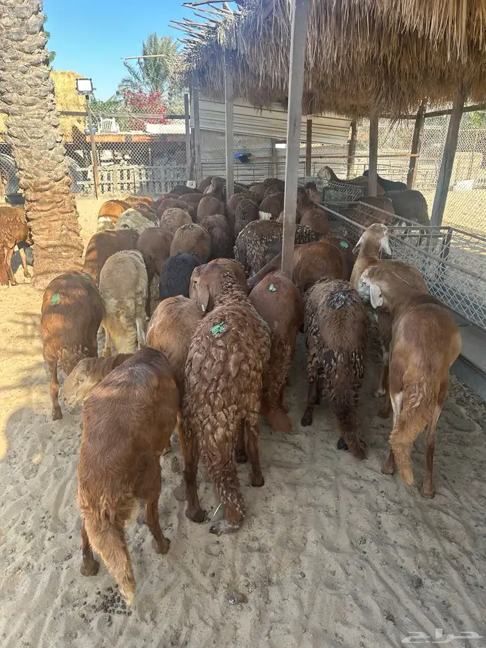 50 راس سواكني جذعان حمرية مرابي طيبة 2