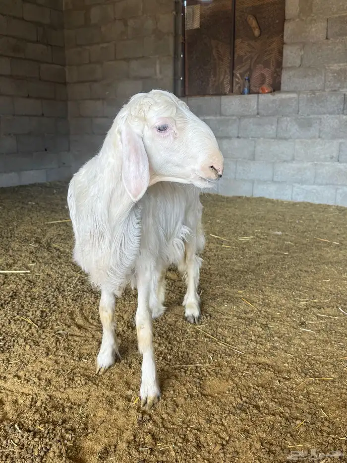 خروف عمره ست شهور 3