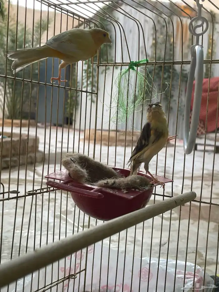 كناري سوري 8