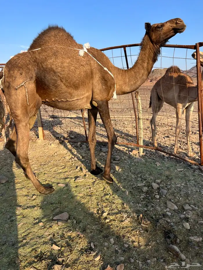 خلفه مصغر طيبه ب 10500 يبلاش 11