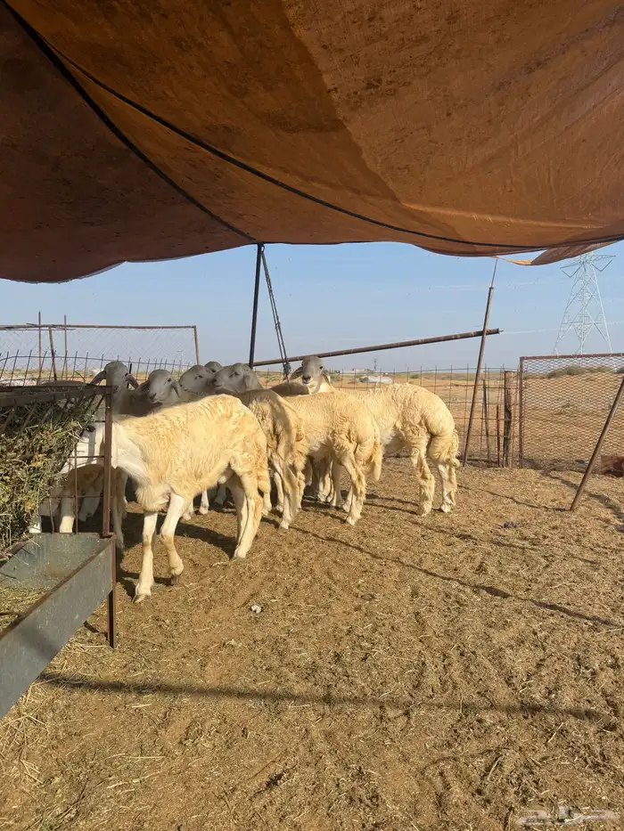 شمال احد المسارحه 1