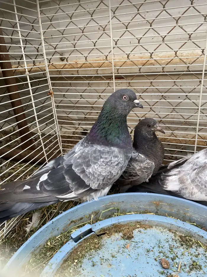 حمام باكستاني 5