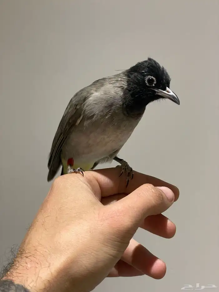 بلبل ذكر سوري 0