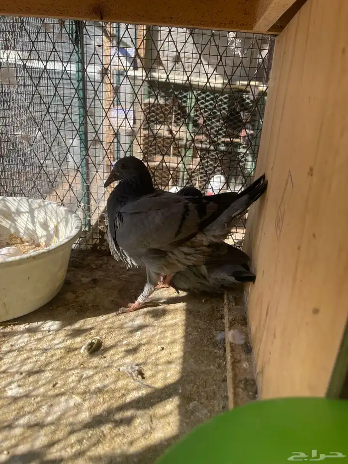 زاجل بلجيكي بيور تحته فروخ 5