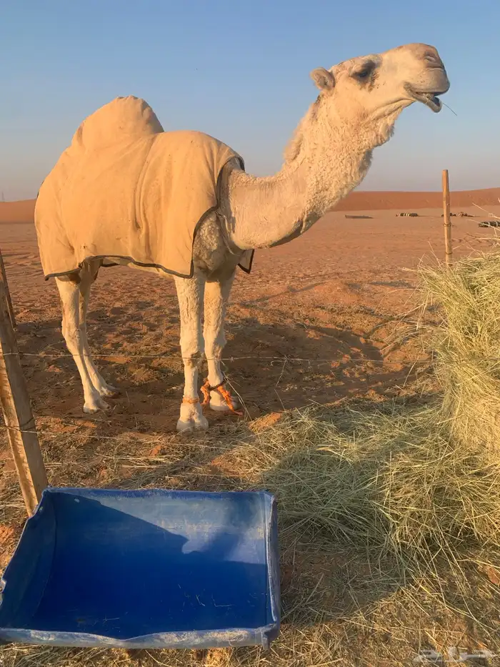 قعود رماني كفو 1