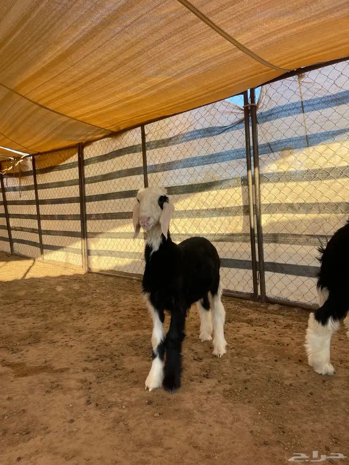 مشاريع فحول نجد 8