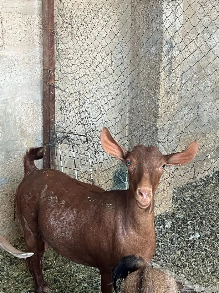 تيس ومعزه جنوبيه حمر 0