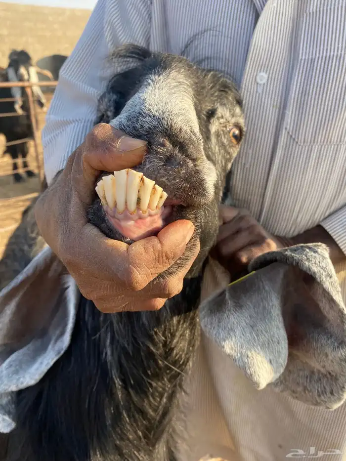 معزا عوارض اصلية خصم شرط الضريع 6 9