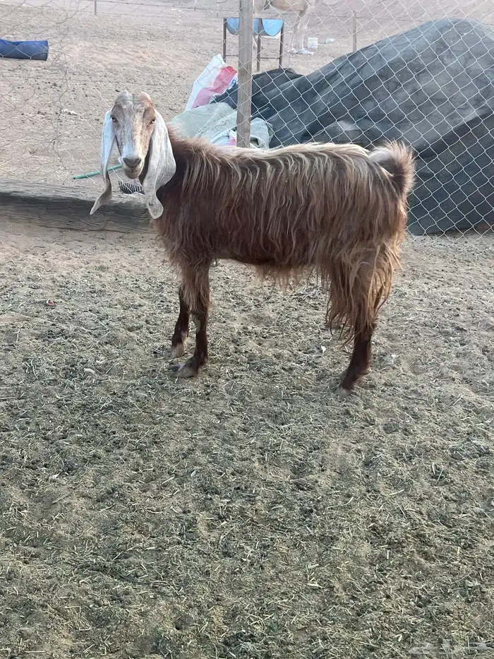 عنز دافع وثنية 1