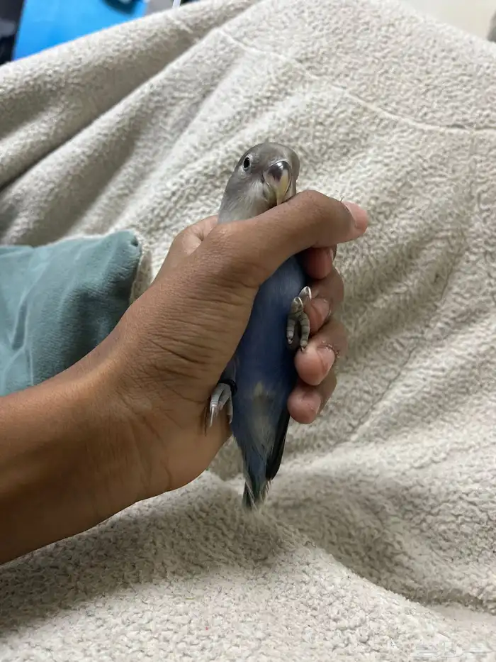 عصفور روز اليف ما يعض ابدا ونهايت غر ولا يجي غير الصامل 3