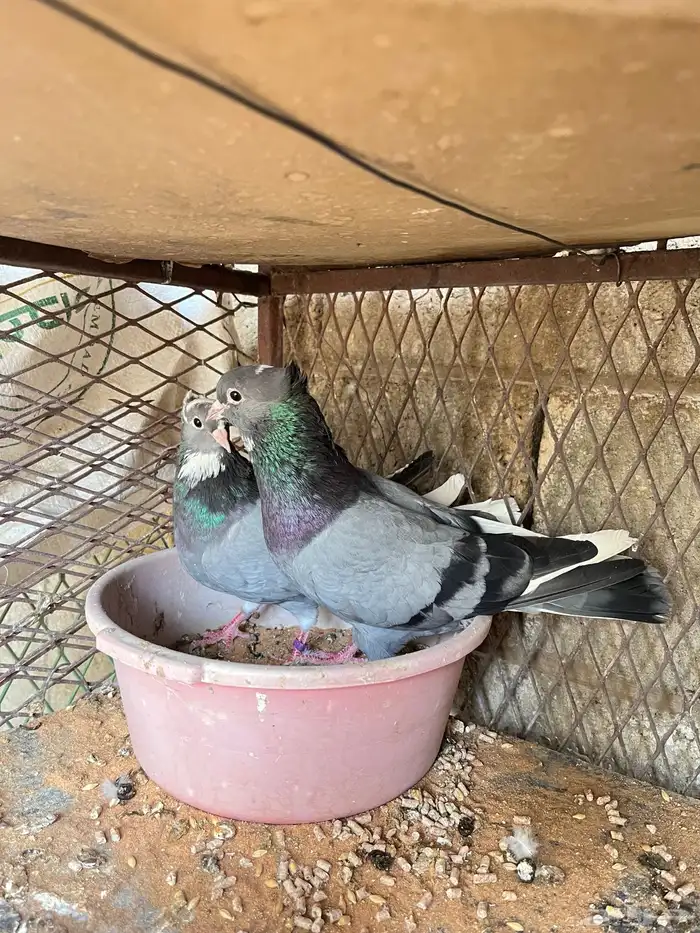 حمام قلابي معاريف 2