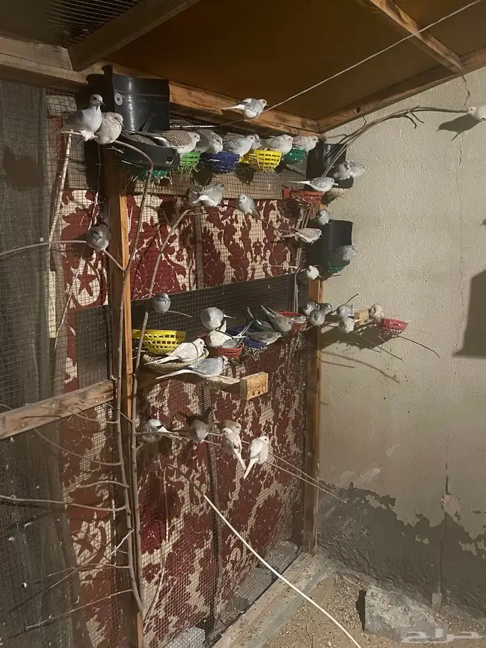 حمام يمام ماسي ملكي 10