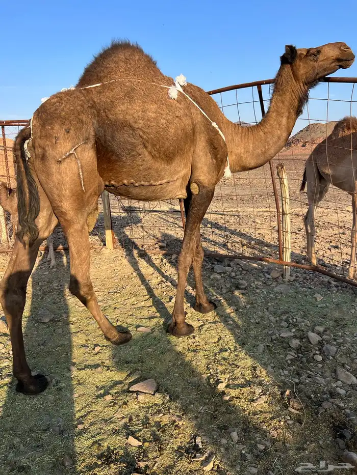 خلفه مصغر طيبه ب 10500 يبلاش 9