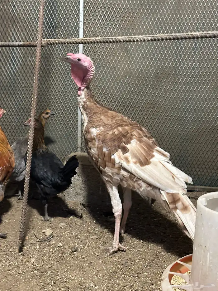 زوج رومي والإنتاج تبعهم 6