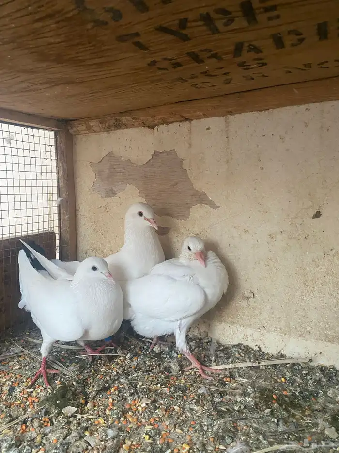 للبيع جوز فرنسي معه فرخ وبيض 1