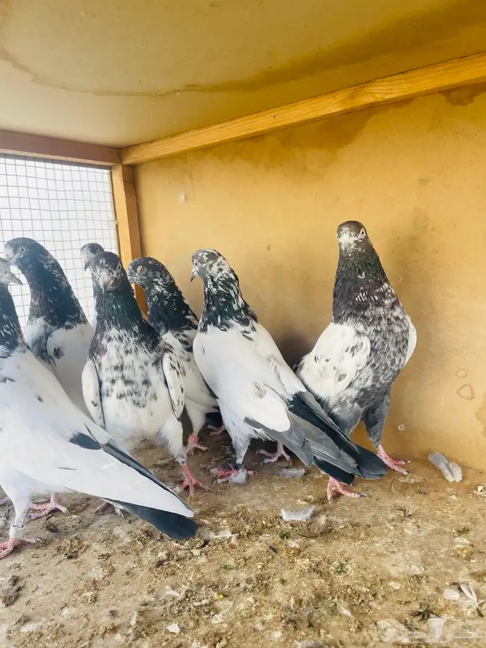 حمام باكستاني 3