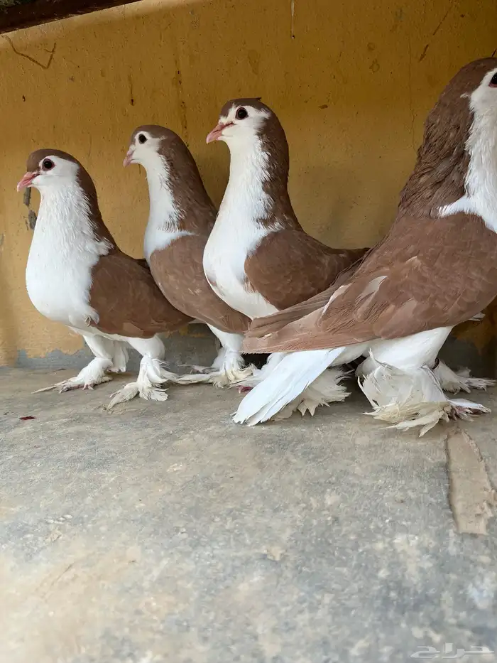 اجواز شيرازي وشغل بخاره 5