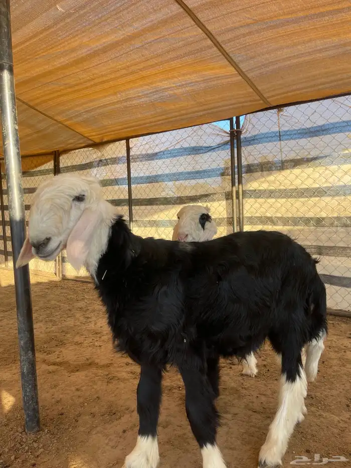 مشاريع فحول نجد 7