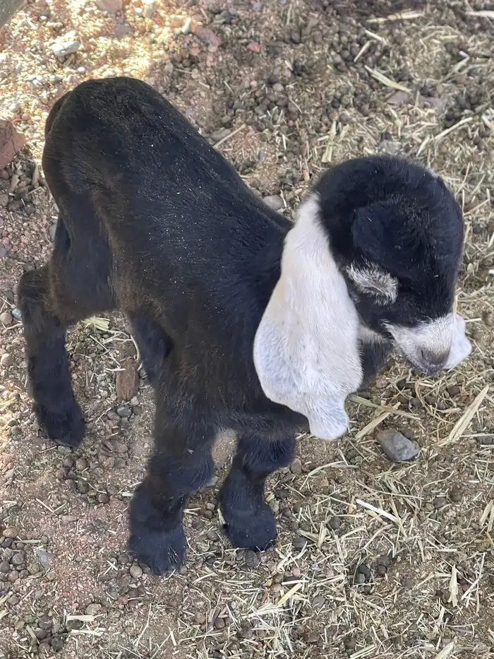 تيس داغور ميته أمه 0