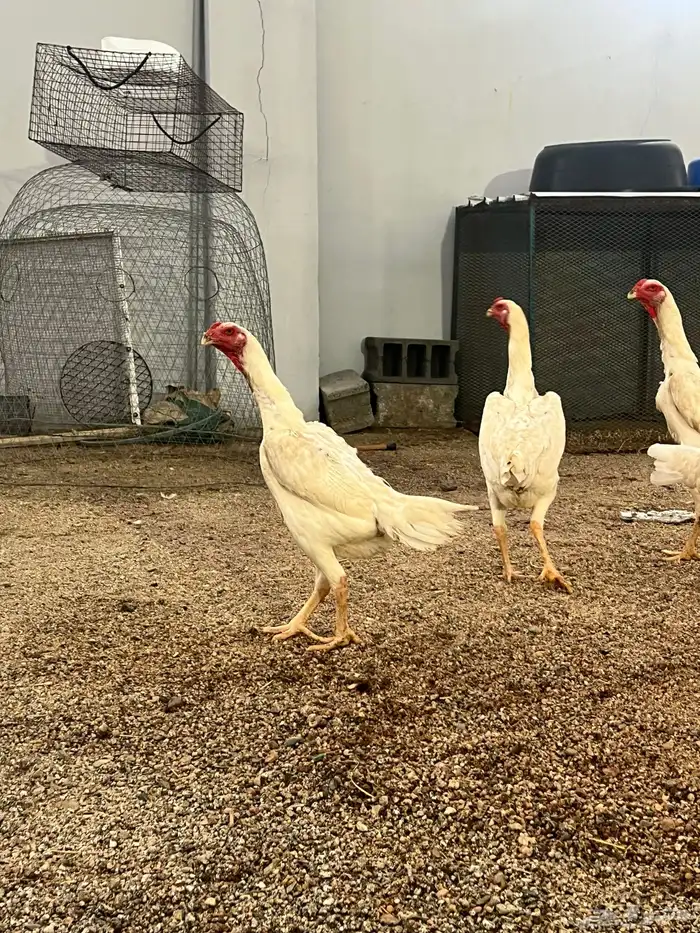 دجاج شاموا الماني الأمهات خوارج 5