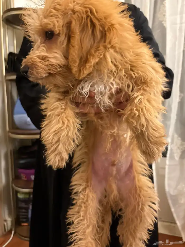 كلب توي بودل للبيع مطعم 1