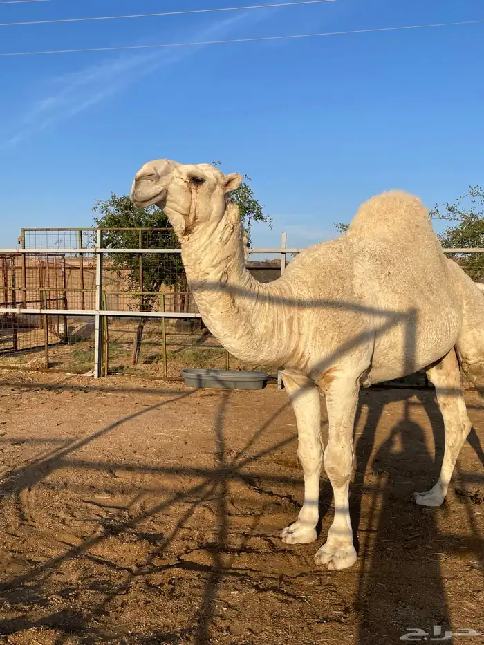 قعود اوضح عوني على بعير هزاع جزاء الرويس 2