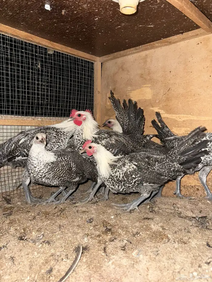 دجاج فيومي 2