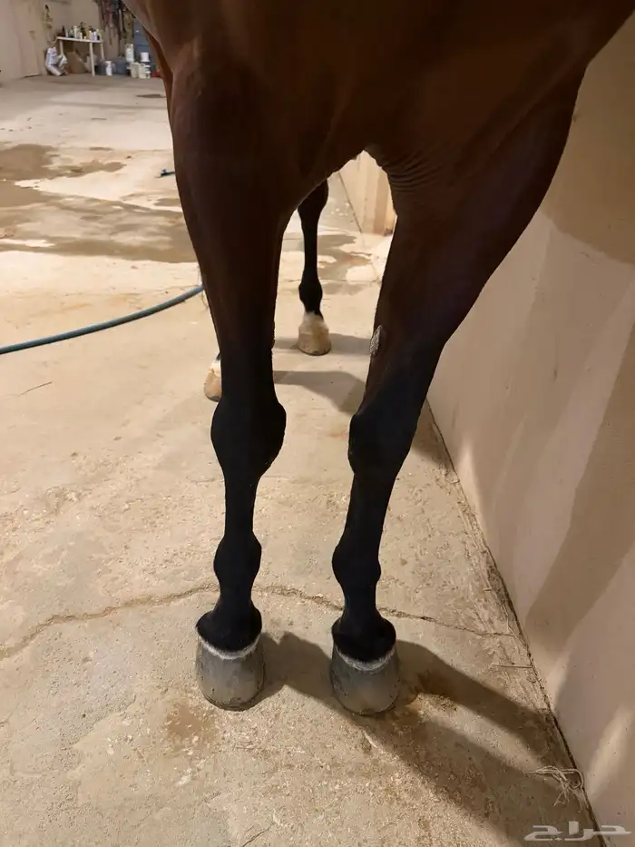 حصان واهو 10