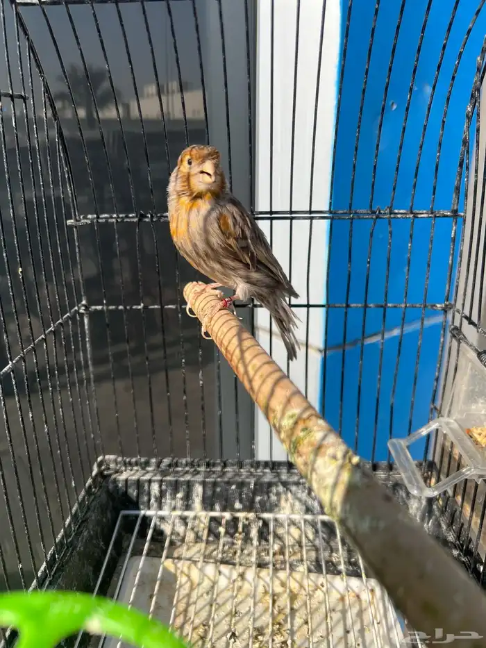 ذكر كناري اغات احمر تغريد 0