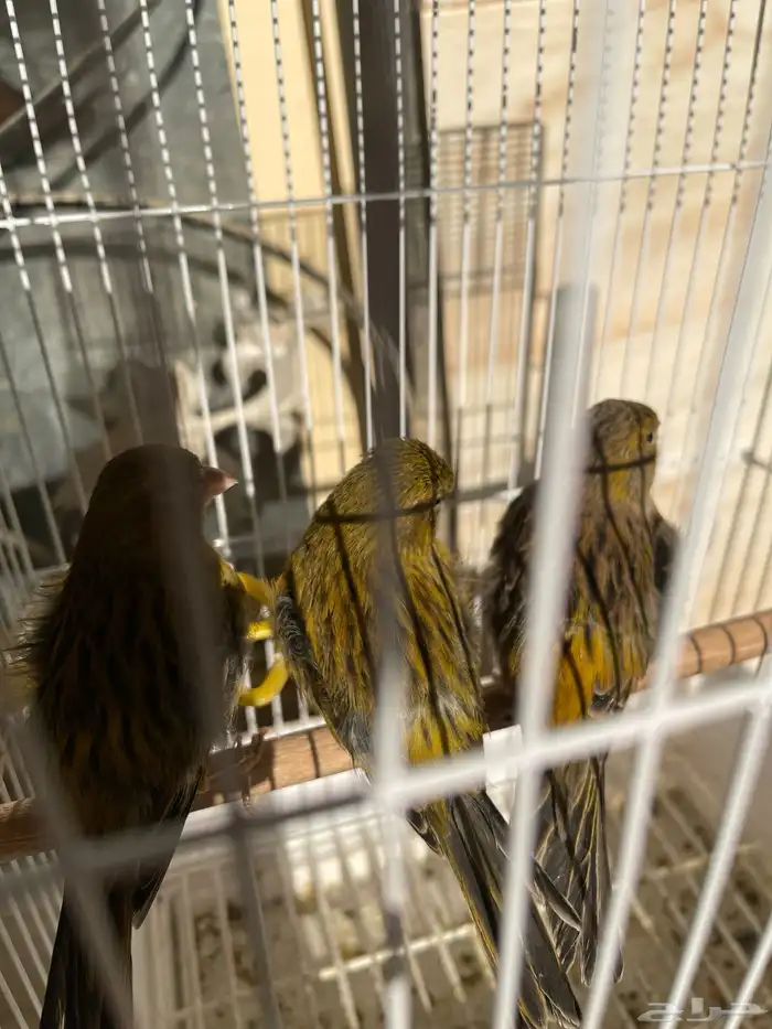 طيور كناري للبيع 2