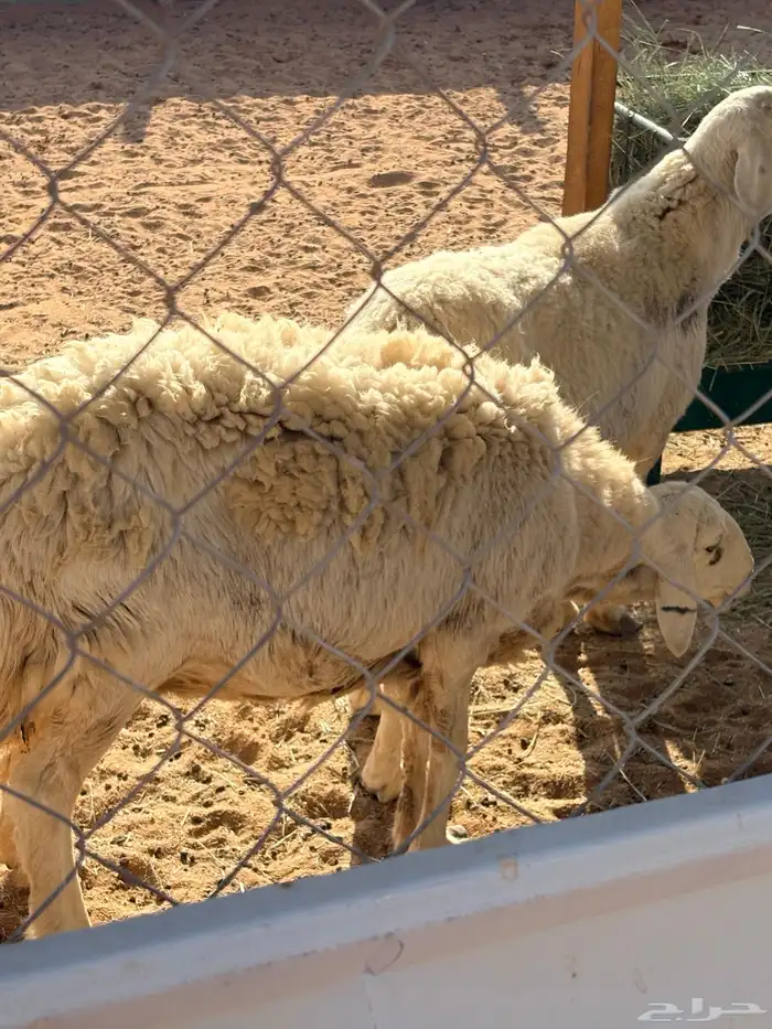 حريات للبيع برماح 2