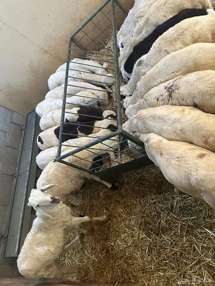 سواكن بيض تربيه 13