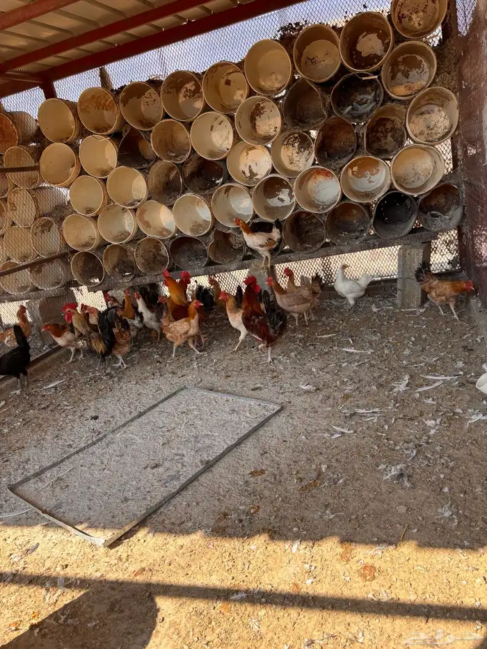 دجاج و بيض مخصب 3