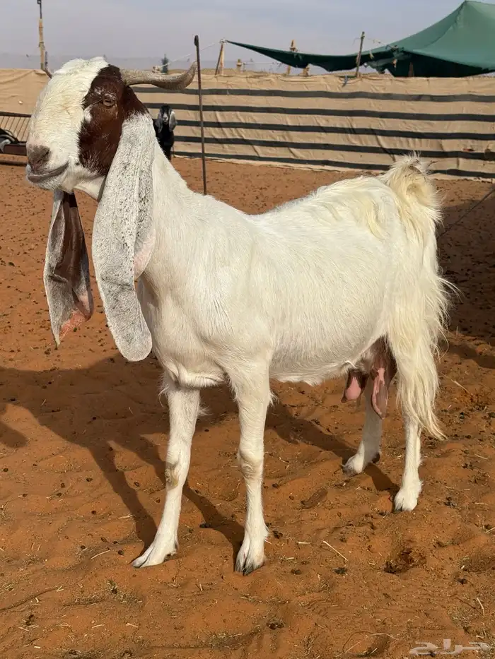 عنز مطوره حاصب 1