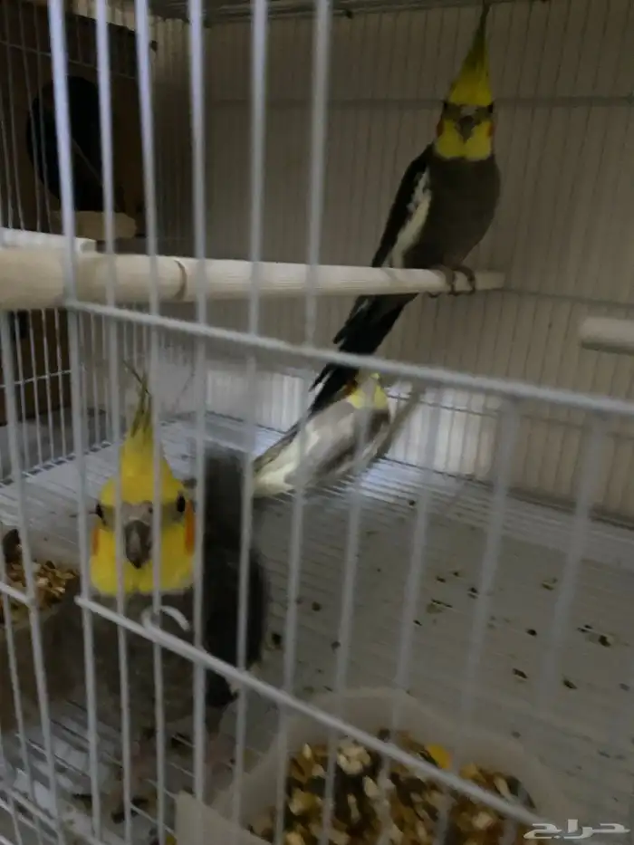 بلبول تغريد عصفور الحب ذكر روز انثي كروان 3 حبات 6