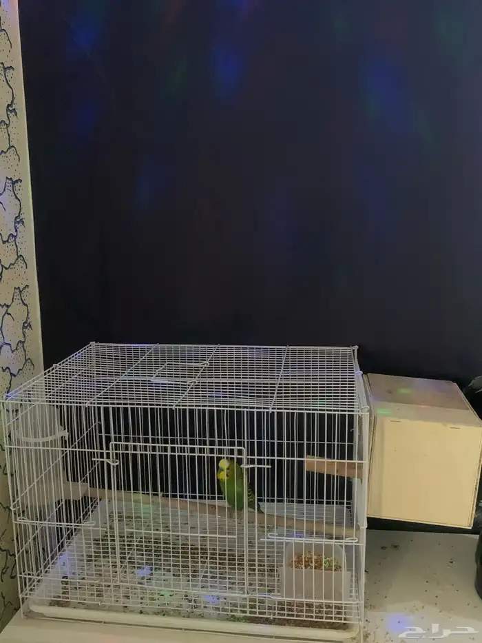 زوج بادجي منتج ( تم البيع ) 5